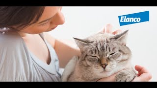 Bexacat: A OnceDaily Oral Treatment for Feline Diabetes Mellitus | Feature Video