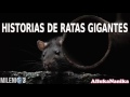 Milenio 3 - Historias de ratas gigantes