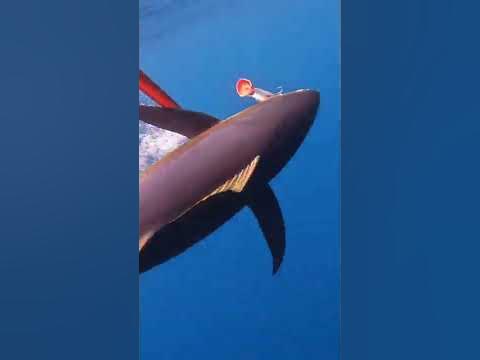 how many tuna are killed each year