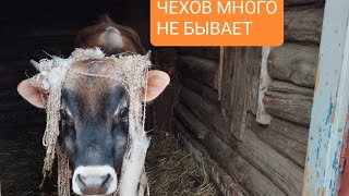 Лучшие козы должны быть дома!!!