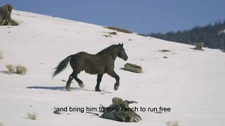 Goliath movie, "WILD", trailer Goliath movie, "WILD", trailer
