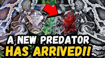 🚨 LAATSTE NIEUWS: Er worden reuzenpythons onthoofd in Florida…