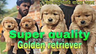 Low price Golden retriever puppies sale in Kolkata West Bengal | low price golden dog #dog by pom Tv Love dog & (vlog) 88 views 1 month ago 49 seconds