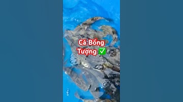 ✅ Cá Bống Tượng Giống đủ size giao toàn quốc #cagiong Miền Tây 0846442223 #cabongtuong.vn #cabong