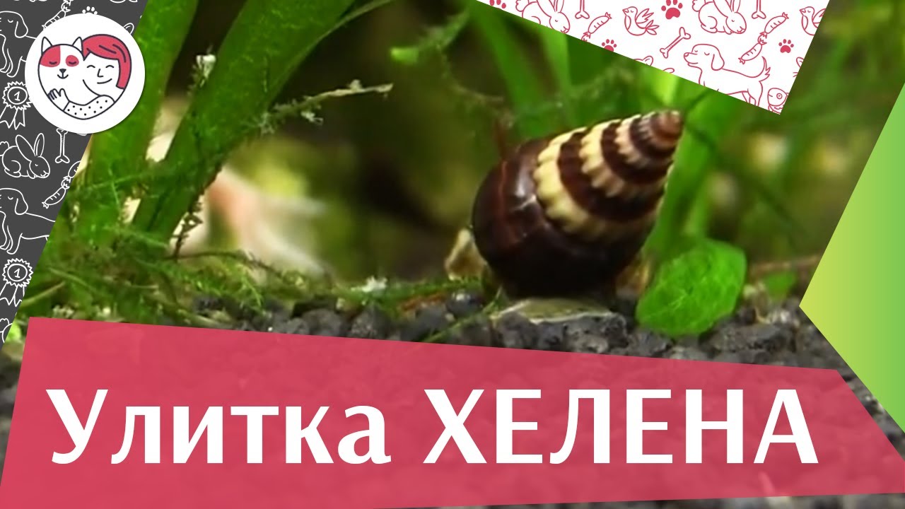 питомцы кукол лол Улитка хелена Среда обитания на ilikepet