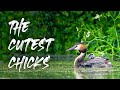 Bird Photography Vlog: the Amazing Great crested grebe chicks