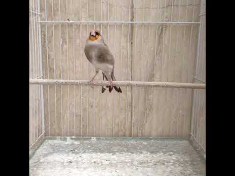 بندوق الحسون