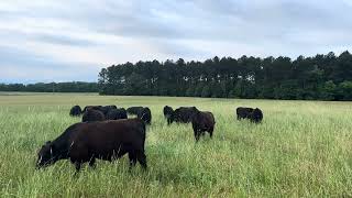 Steers grazing cool season forages last grazing of the season 5