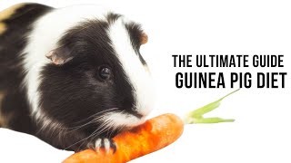 The Ultimate Guide to Guinea Pig Diets