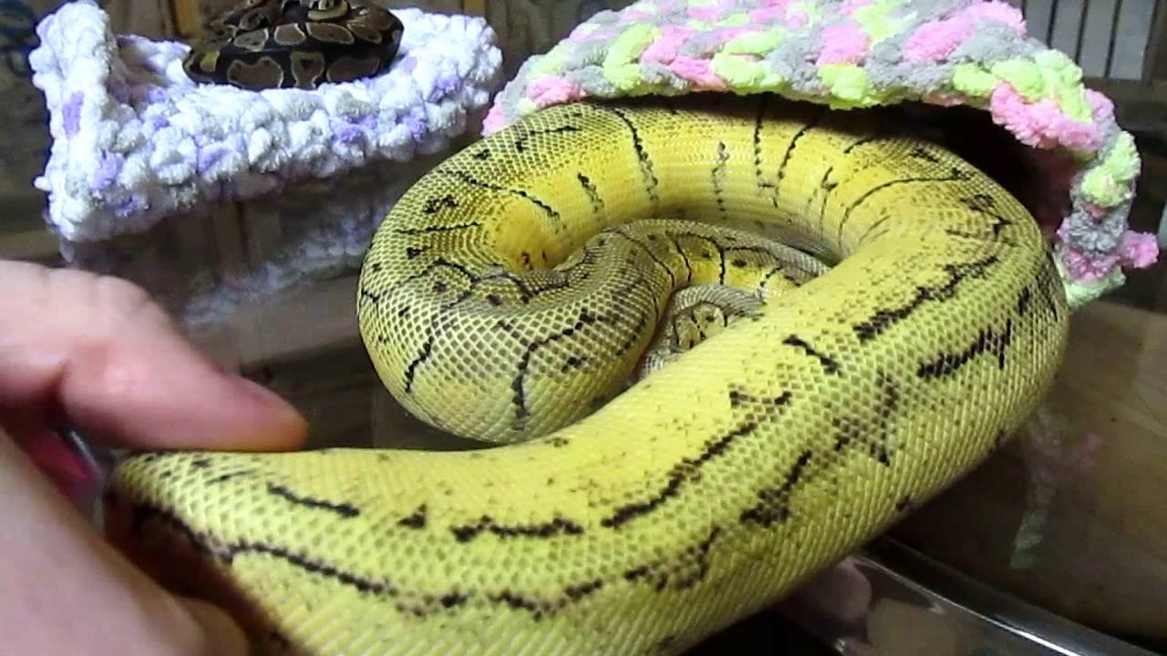 hoard INTRODUCING THE LAPNOODLE DRAWSTRING CAVE SYSTEM !!!!!!!