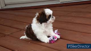 Lottie Scruffy akc shihtzu puppies for sale