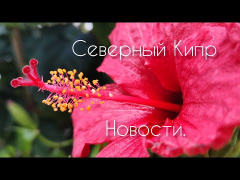 Обзор новостей на Кипре || Открытие туризма || Сериал Однажды на Кипре