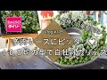 【Vlog178】【多肉植物】多肉リースにピッタリ