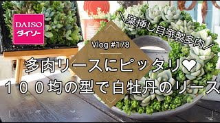 【Vlog178】【多肉植物】多肉リースにピッタリ