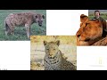 Explorer Classroom | Large Carnivores and Local Communities with Arjun Dheer