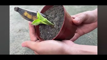 SUPER SPECIAL TECHNIQUE for propagating bananas with coca-cola, super fast growth