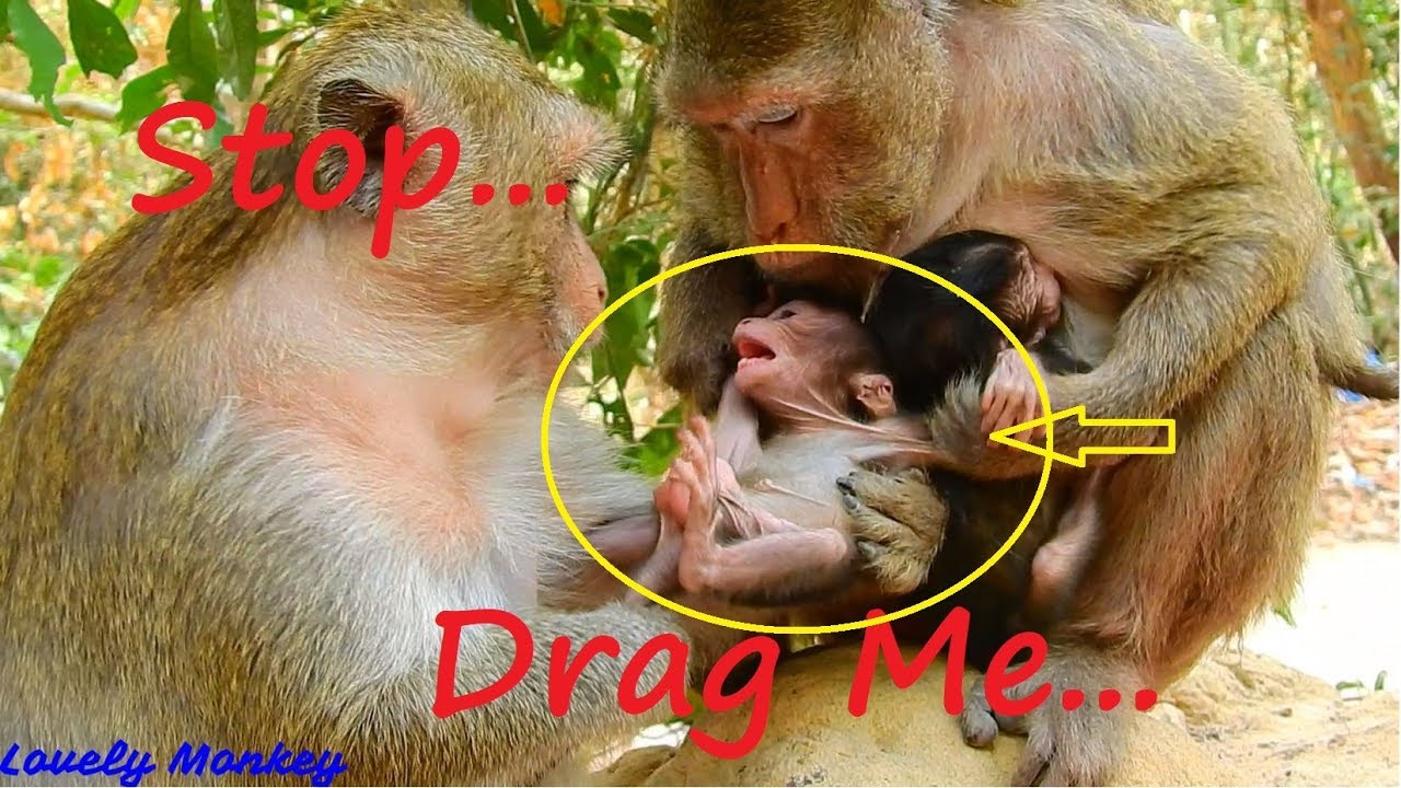 Nelson Cry Loudly & Hurt ! Why Old Female Hard Drag Baby Without Reason Until Cry? Poor Baby Nelson.