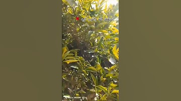 القارئ بلال دربالي سورة الواقعة