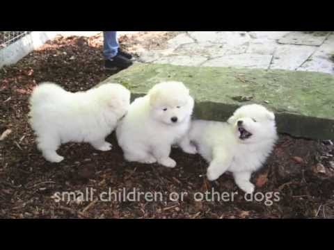 101 dogs pomeranian dogs 101 pomeranian doovi 101 dogs pomeranian dogs 101 pomeranian doovi
