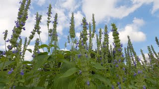 Black Chia plants Salvia hispanica