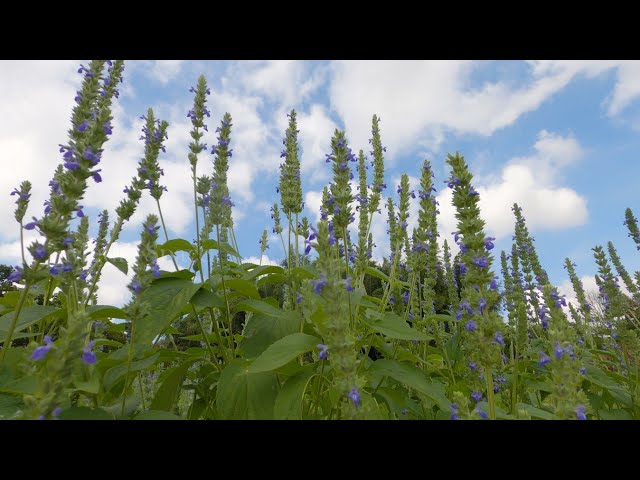 Graines-Seeds Chia, Salvia hispanica