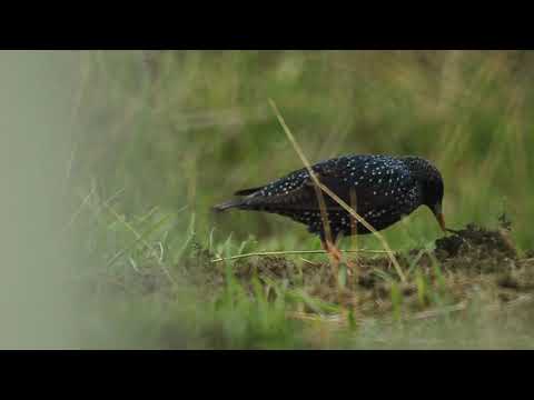 შოშია - starling - sturnus vulgaris