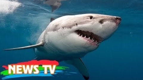 Top 10 loài cá mập nguy hiểm nhất thế giới năm 2024