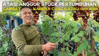 ATASI ANGGUR STUCK ATAU PERTUMBUHAN LAMBAT KARENA CUACA ATAU OVER DOSIS I TIPS&TRIK