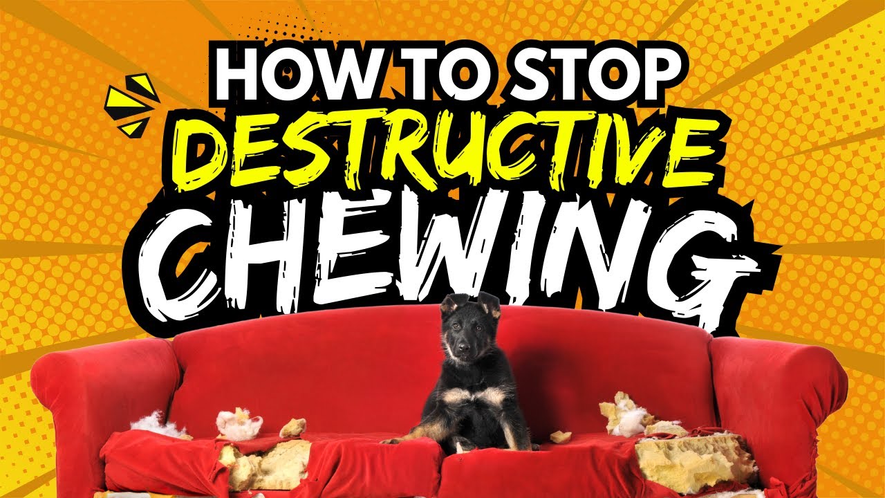 Protect Your Home: How to Stop Destructive Chewing in Dogs!