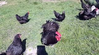Jersey Giant Chicken Flock Fall Garden Move; chickens clear our garden; Jersey Giant Rooster