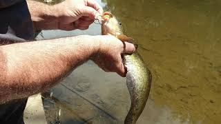 Torrens River Fishing