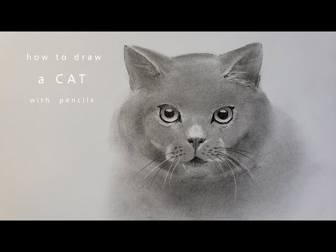 как нарисовать кошку how to draw a cat