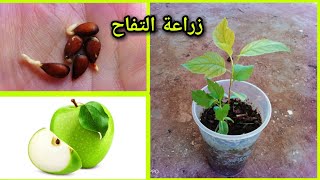 هكذا يزراع التفاح / زراعة بذور التفاح/زراعة التفاح من البذور / زراعة اشجار التفاح