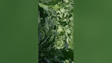 آيات بينات من الذكر الحكيم بصوت الشيخ السديس. السديس