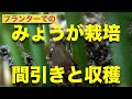 7月30日 みょうがの育て方 収穫＆日々のお手入れ編【間引き】プランター