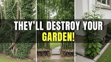15 Most Invasive Plant You Should Never Buy from Nurseries (Plus Safer alternatives)