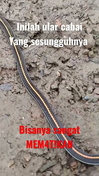 Ular cabai yang Mem4t!kan
