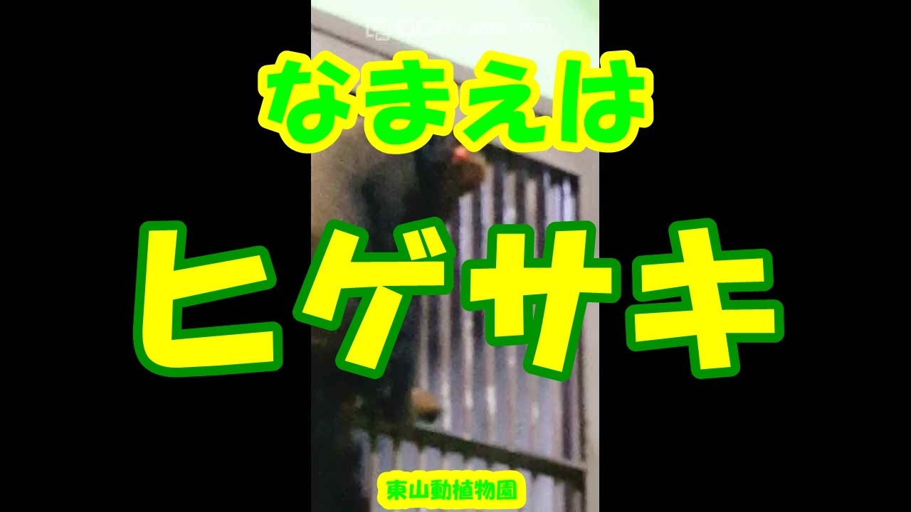 ヒゲサキ 東山動植物園 謎の多いサル オマキザル科 ヒゲサキ属 ヒゲサキ Youtube ヒゲサキ 東山動植物園 謎の多いサル オマキザル科 ヒゲサキ属 ヒゲサキ Youtube