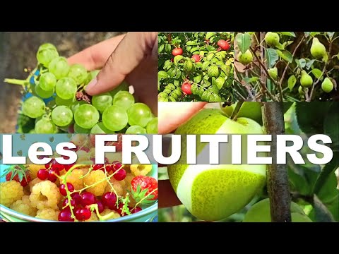 Vidéo: Arbres Fruitiers Et Arbustes Pour Le Jardin