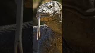 Animals That Are Glad Extinct