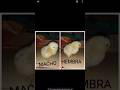 sexado de los pollitos #shorts #chicken #pollos #video #pollitos #sabiasque ?