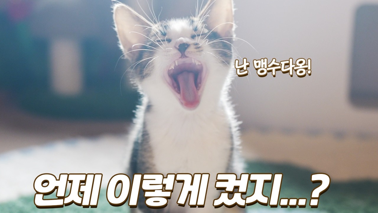 자고 일어나면 쑥쑥 커져있는 아기 고양이들... 천천히 커라~