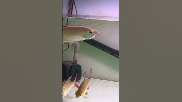 Cá Rồng Huyết Long chào e huyết Sepauk nhập đội #cácảnh #cárồng #arowana #huyetlong