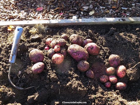 How to Harvest and Store Potatoes: Everyone Can Grow A Garden #34