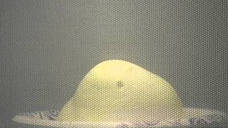 Exploding Easter Marshmallow Peeps in Microwave - @OpieRadio