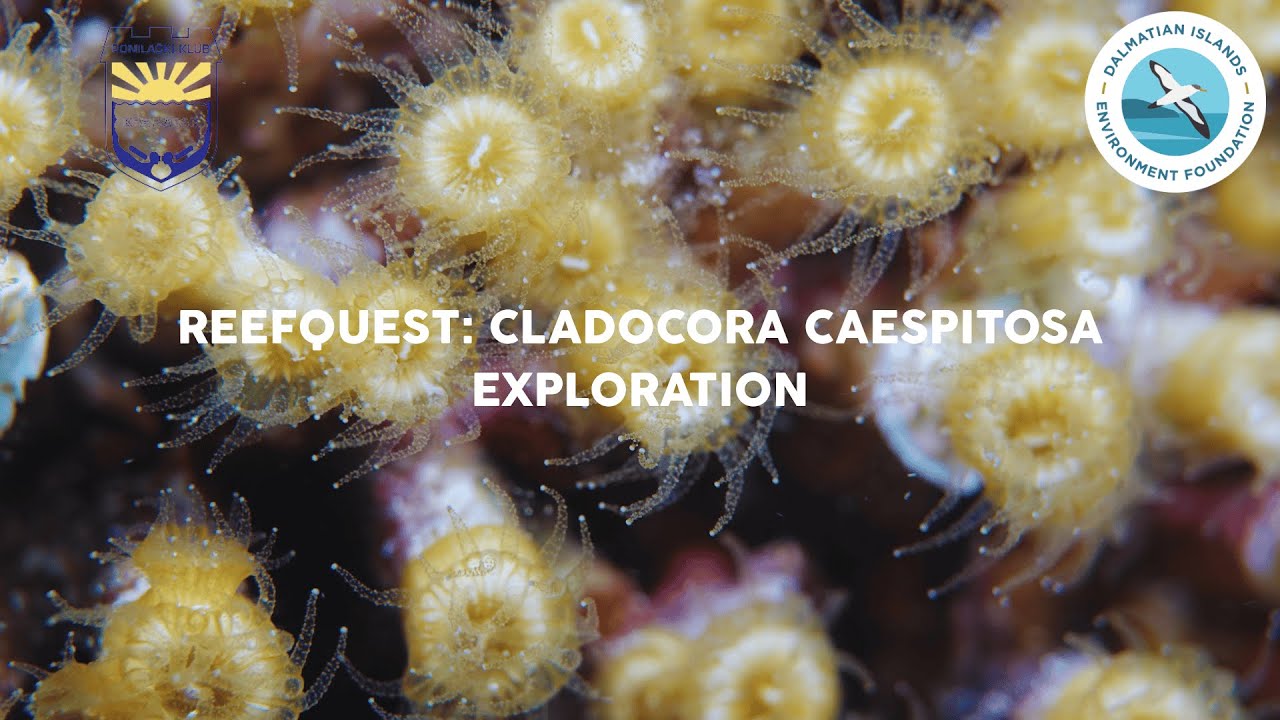 ReefQuest: Cladocora Caespitosa Exploration