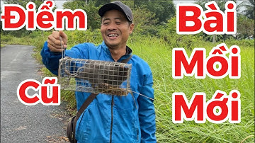 21/ Bẫy Chuột Cống Nhum Mồi Mới Vẫn Có Hàng Khủng@Đờisốngmiềntây-i9l 