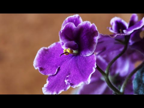 Video: Proč fialky nekvetou? Hlavní důvody