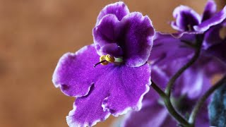 African Violet care conditions | 7 REASONS WHY IT DOESN'T BLOOM