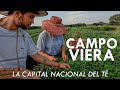 Llegué a la CAPITAL NACIONAL del TÉ | Campo Viera, Misiones